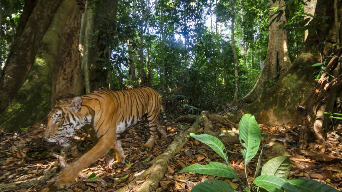 Tigre della Malesia. ? Emmanuel Rondeau