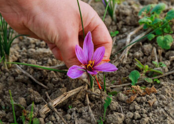 Zafferano di Sardegna DOP