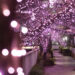 Megurogawa Minna no Illumination a Tokyo