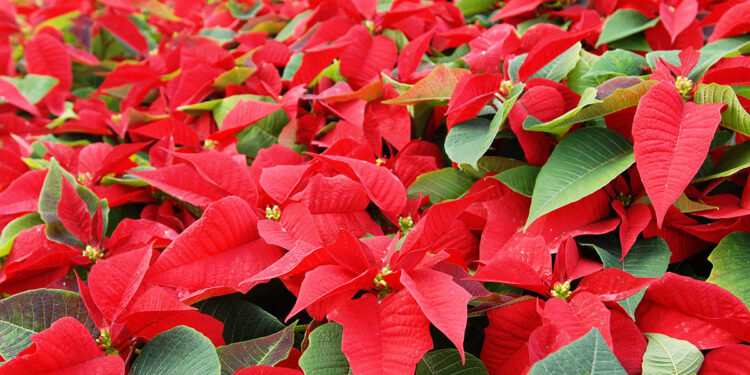 Stella di Natale. ? Depositphotos