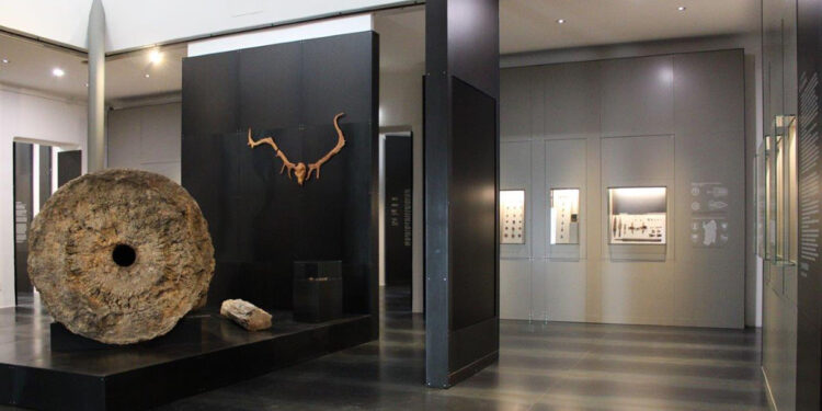 Museo Archeologico ed Etnografico “Giovanni Antonio Sanna” di Sassari, sala centrale Padiglione Castoldi: tronco di palma fossile e sullo sfondo resti di cervo “Praemegaceros cazioti”
