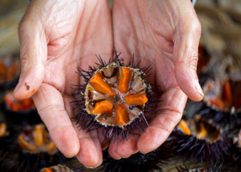 Riccio di mare. ? AdobeStock | sabino.parente