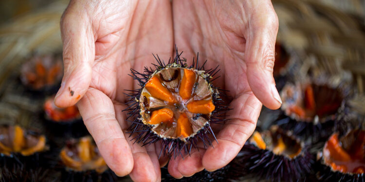 Riccio di mare. ? AdobeStock | sabino.parente