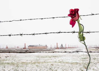 Una rosa sulla recinzione di filo spinato nel campo di concentramento innevato di Auschwitz Birkenau, Polonia. 📷 Depositphotos