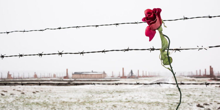 Una rosa sulla recinzione di filo spinato nel campo di concentramento innevato di Auschwitz Birkenau, Polonia. ? Depositphotos