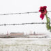Una rosa sulla recinzione di filo spinato nel campo di concentramento innevato di Auschwitz Birkenau, Polonia. ? Depositphotos