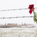 Una rosa sulla recinzione di filo spinato nel campo di concentramento innevato di Auschwitz Birkenau, Polonia. 📷 Depositphotos