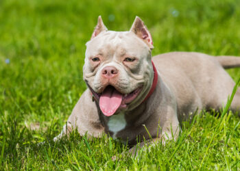 American Bully. 📷 Depositphotos