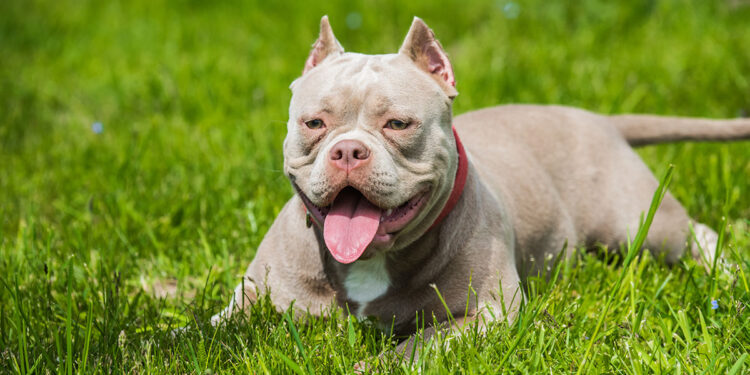 American Bully. 📷 Depositphotos