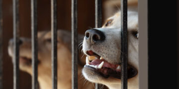 Cani in gabbia. 📷 Depositphotos