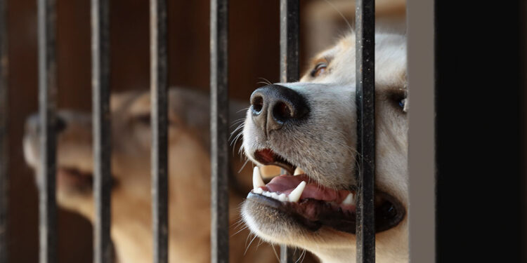 Cani in gabbia. ? Depositphotos