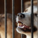 Cani in gabbia. ? Depositphotos