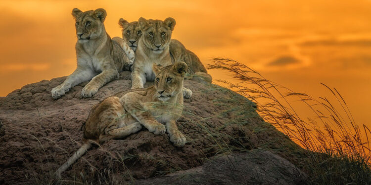 Mostra “La Grande Meraviglia” di Giuseppe Cuneo