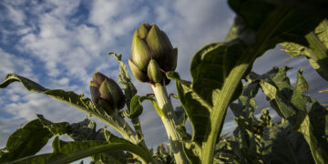 Carciofo spinoso sardo
