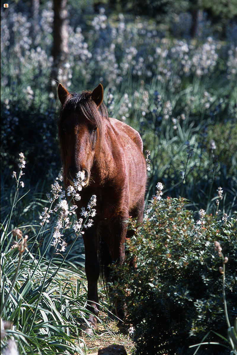 Cavallo della Giara di Gesturi. 📷 Bruno Manunza, Alinari | Sardegna Digital Library
