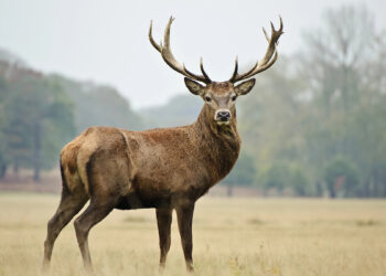 ? Depositphotos