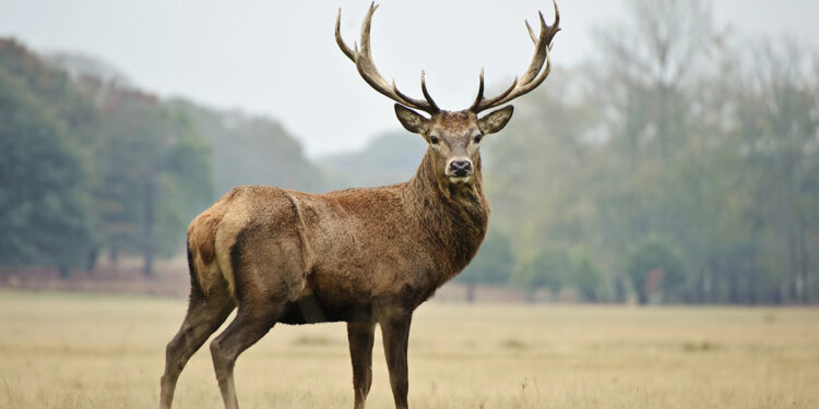 ? Depositphotos