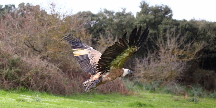 Liberazione grifone Ciuffo