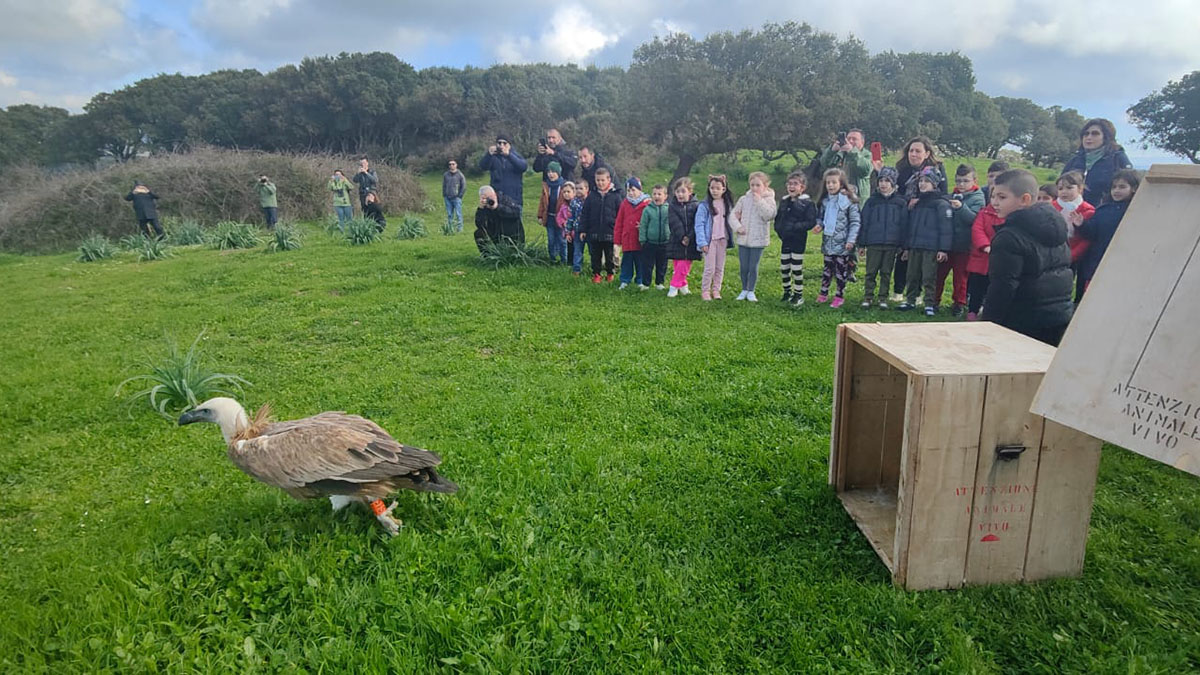 Liberazione grifone Ciuffo