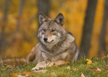 ? Depositphotos