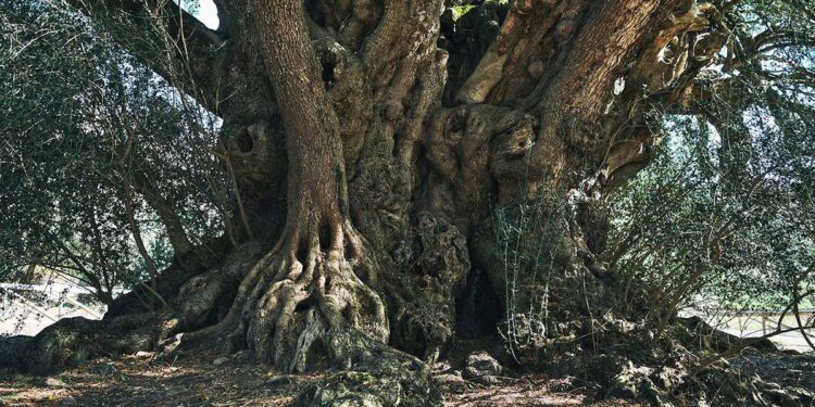 Olivastro di Luras. ? regione.sardegna.it