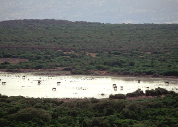 Scorcio della Giara di Gesturi. ? Domenico Ruiu | Sardegna Digital Library