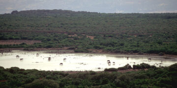 Scorcio della Giara di Gesturi. ? Domenico Ruiu | Sardegna Digital Library