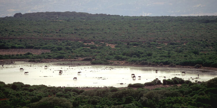 Scorcio della Giara di Gesturi. ? Domenico Ruiu | Sardegna Digital Library