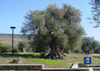 Ulivo millenario nel parco di Sini. ? Comune di Sini