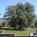 Ulivo millenario nel parco di Sini. ? Comune di Sini