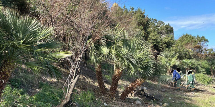 Manutenzioni del verde a Castelsardo