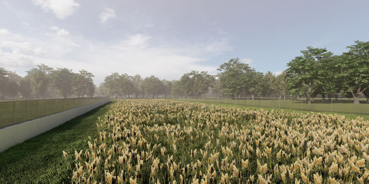 Rendering impianto di fitodepurazione a Santa Maria la Palma