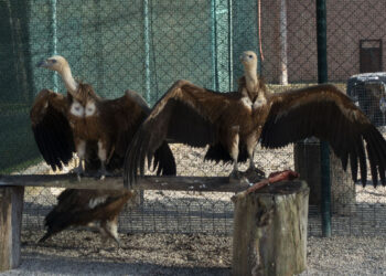 LIFE Safe for Vultures, l'arrivo dei grifoni spagnoli in Sardegna
