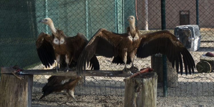 LIFE Safe for Vultures, l'arrivo dei grifoni spagnoli in Sardegna