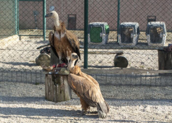 LIFE Safe for Vultures, l'arrivo dei grifoni spagnoli in Sardegna