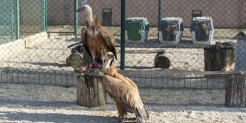 LIFE Safe for Vultures, l'arrivo dei grifoni spagnoli in Sardegna