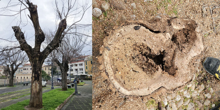 Ad Alghero abbattuti tre olmi malati sul Bastione