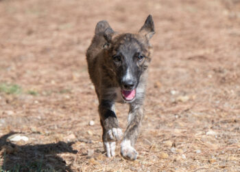 Gale al Canile comunale di Cagliari