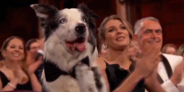 Il Border Collie Messi agli Oscar