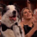 Il Border Collie Messi agli Oscar