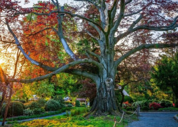 Il faggio polacco "Heart of Garden, vinvitore dell'European Tree of the Year". ? Marcin Kopij