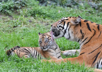 Kala, la tigre di Sumatra del Bioparco di Roma. 📷 Massimiliano Di Giovanni