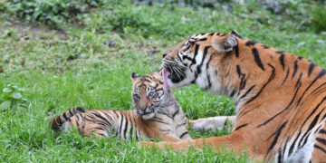 Kala, la tigre di Sumatra del Bioparco di Roma. 📷 Massimiliano Di Giovanni