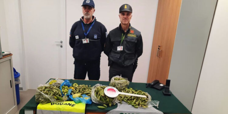 Sequestro prodotti vegetali all'aeroporto di Alghero