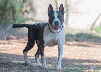 Arvin al Canile comunale di Cagliari