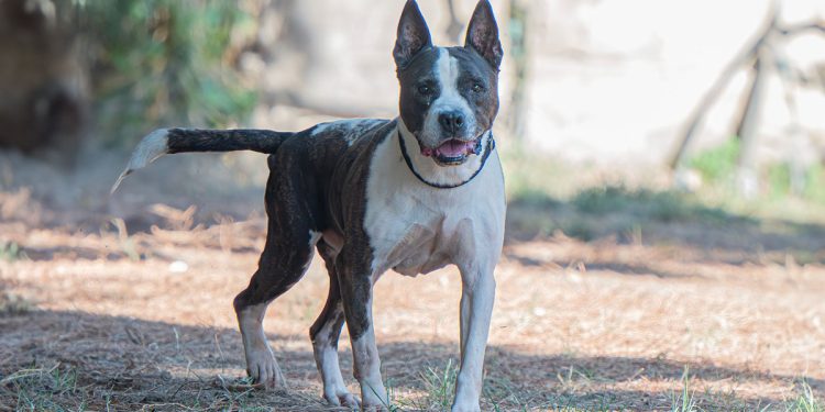 Arvin al Canile comunale di Cagliari