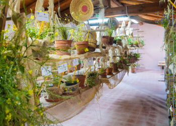 Festival delle erbe spontanee Ussaramanna