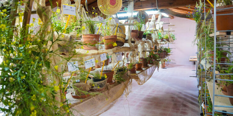 Festival delle erbe spontanee Ussaramanna