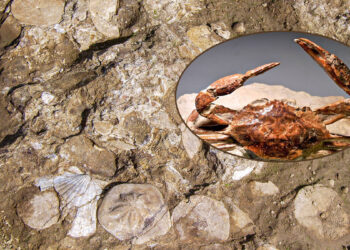 Il mare miocenico di Genoni e il granchio fossile rinvenuto a Tresnuraghes