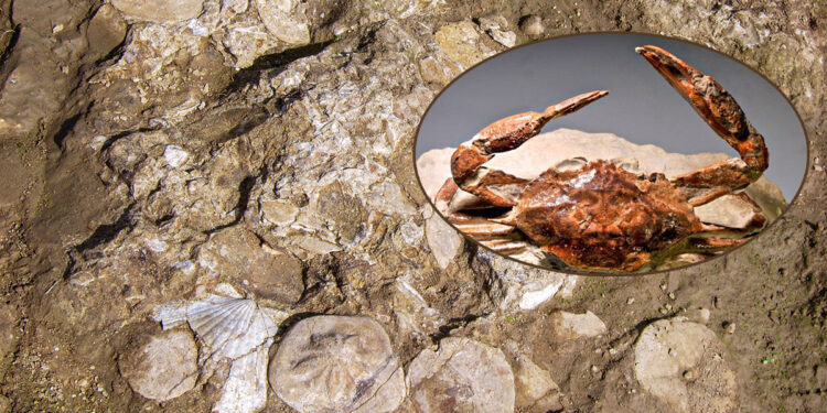 Il mare miocenico di Genoni e il granchio fossile rinvenuto a Tresnuraghes